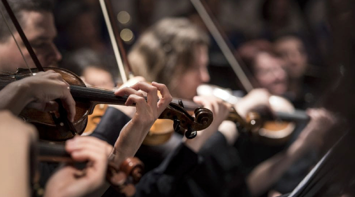 Violino Adulto